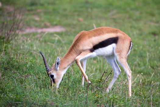 A Thomson Gazelle in the Kenyan savannah amidst a grassy landscape