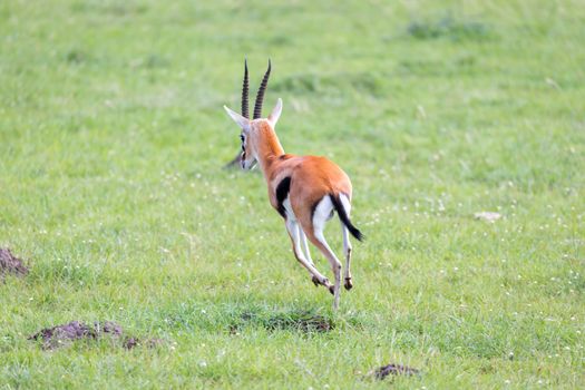 A Thomson Gazelle in the Kenyan savannah amidst a grassy landscape