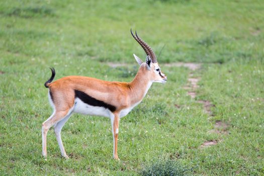 A Thomson Gazelle in the Kenyan savannah amidst a grassy landscape