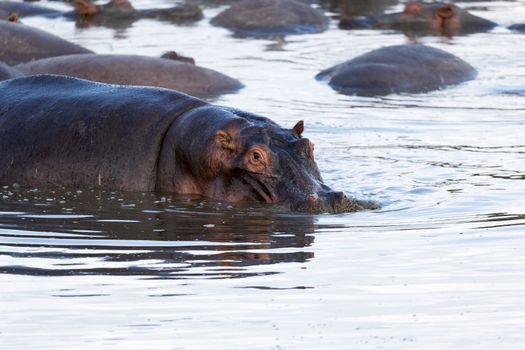 One hippopotamus sits in the water of a lake