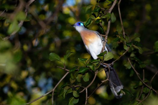 The beautiful blue silk cuckoo sits on a branch