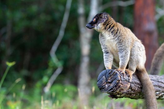 The Lemurs on a log hanging over the water