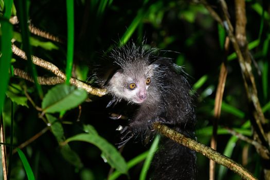 One of The rare Aye-Aye lemur that is only nocturnal