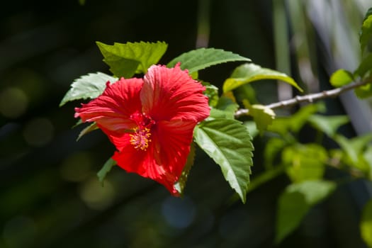 Colorful exotic flowers on trees with green leaves