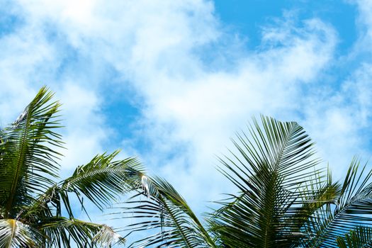 Blue sky with a few clouds and palm trees