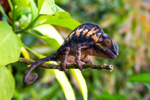 One chameleon in close-up in a national park on Madagascar