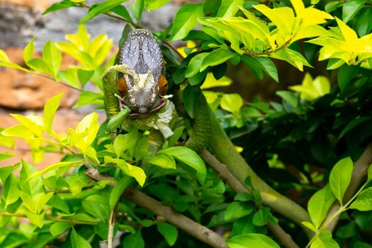 One Colorful chameleon on a branch in a national park on the island of Madagascar