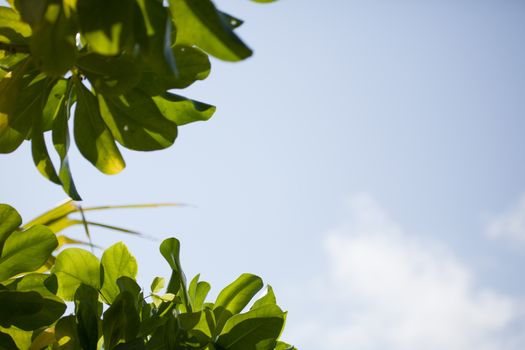 Blue sky with clouds and leaves from a plant