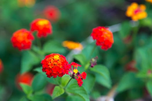 Beautiful and colorful flowers on the bush
