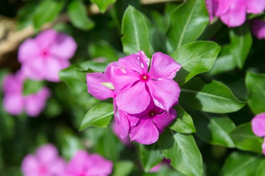 Beautiful and colorful flowers on the bush