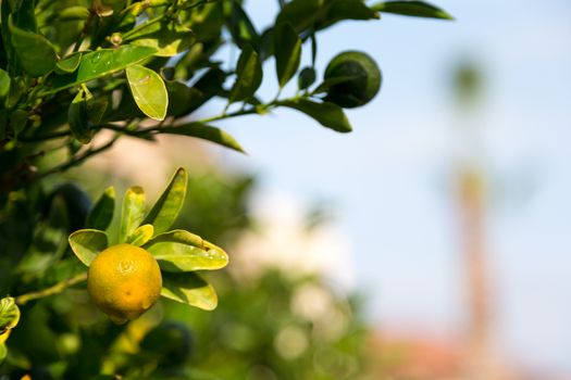 A tangerine trees with unripe fruits and green leaves