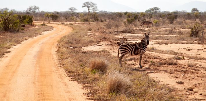 Zebra is standing by the road and watching, on safari in Kenya