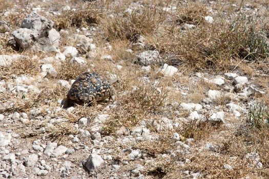 The small turtle on its way through the savanna