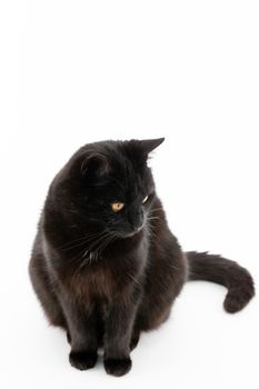 Beautiful black cat poses on a white background