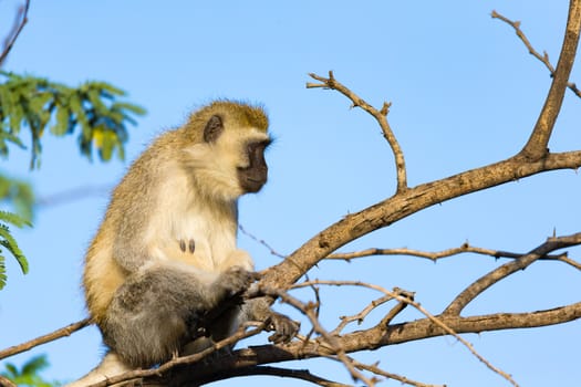 One monkey sits on the branch of a tree