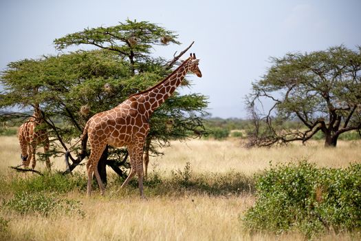 The Somalia giraffes eat the leaves of acacia trees