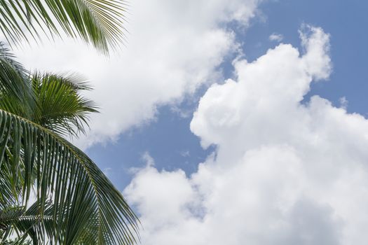Blue sky with white clouds and palm leaves on the side