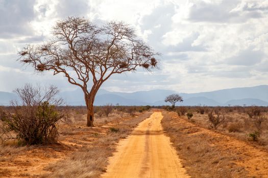 Tree by the road, red soil, hills in the far, Kenya