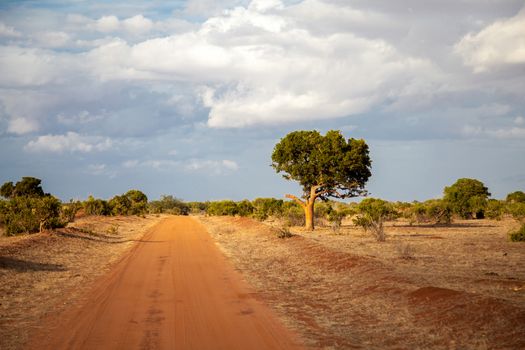 Red soil road, trees by the way, Kenyan scenery