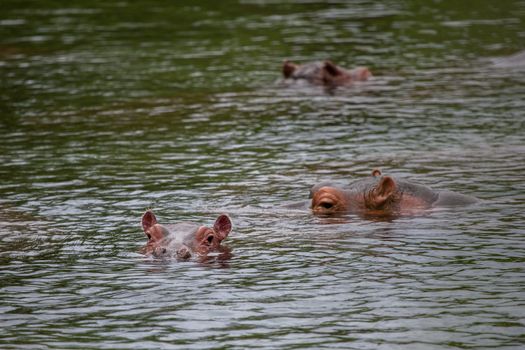 Hippos in the water, Kenya