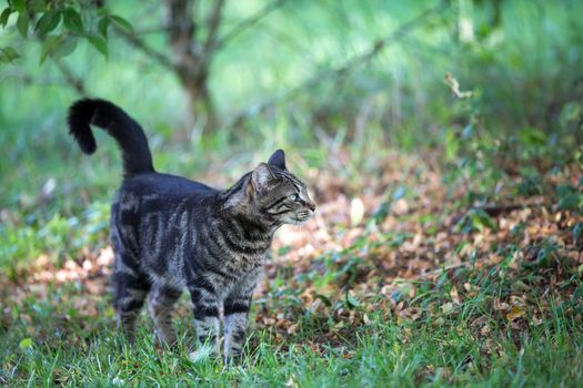 A cat is walking trought the grass and watching and playing, domestic cat