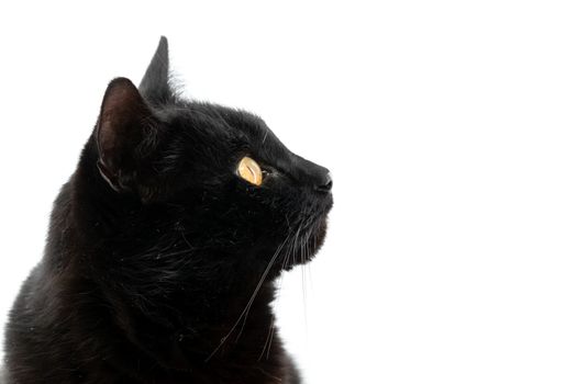 Beautiful black cat poses on a white background