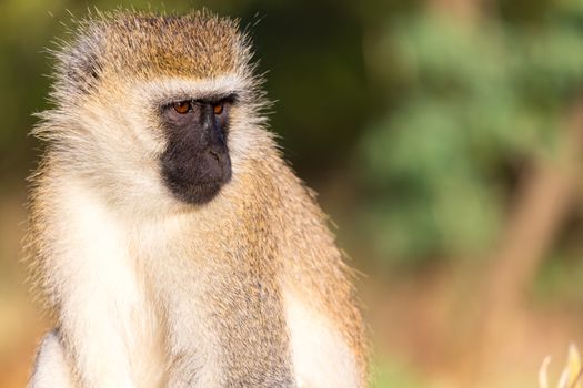 A portrait of a monkey in the savannah of Kenya