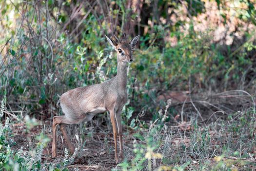 An antelope in the middle of the savannah of Kenya
