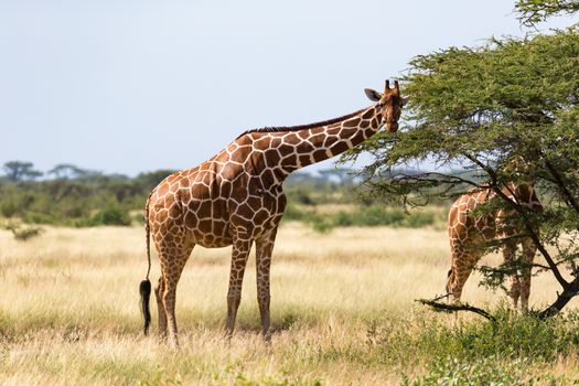 The giraffe group eats the leaves of the acacia trees