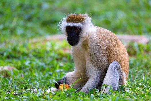 A monkey is doing a fruit meal in the grass