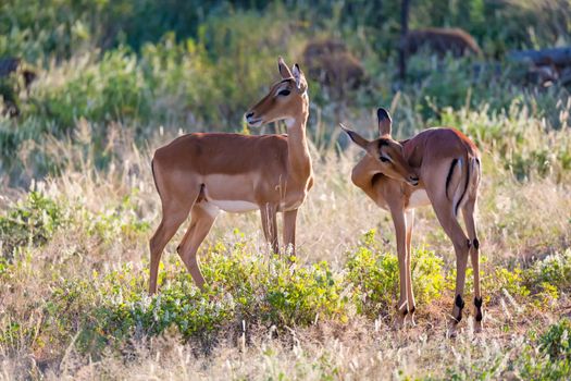 Some impalas stand together in the grass landscape