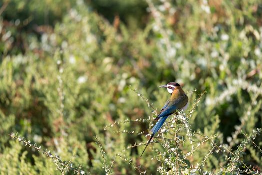 The Local bird is sitting on a branch in Kenya