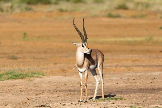 One Grant Gazelle stands in the middle of the grassy landscape of Kenya