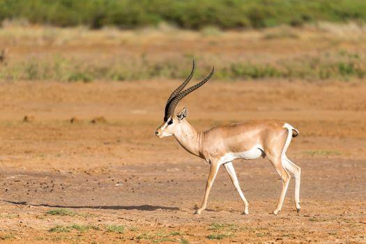One Grant Gazelle stands in the middle of the grassy landscape of Kenya