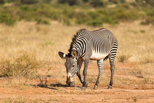 The Grevy Zebra is grazing in the countryside of Samburu in Kenya