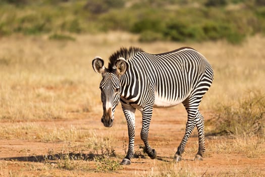 The Grevy Zebra is grazing in the countryside of Samburu in Kenya