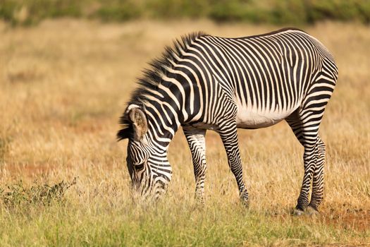 The Grevy Zebra is grazing in the countryside of Samburu in Kenya