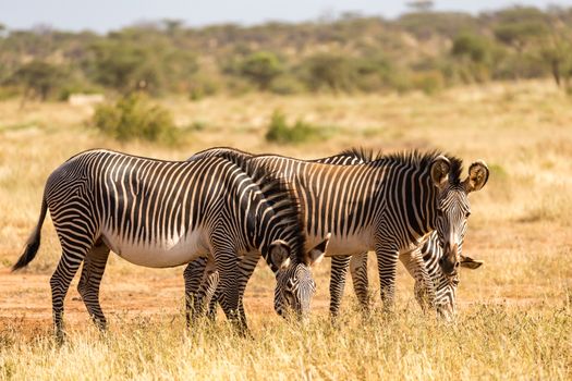 A Grevy zebras are grazing in the countryside of Samburu in Kenya