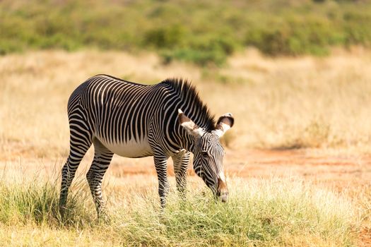 The Grevy Zebra is grazing in the countryside of Samburu in Kenya