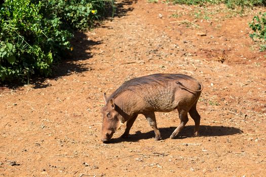 One warthog in the savannah of Kenya