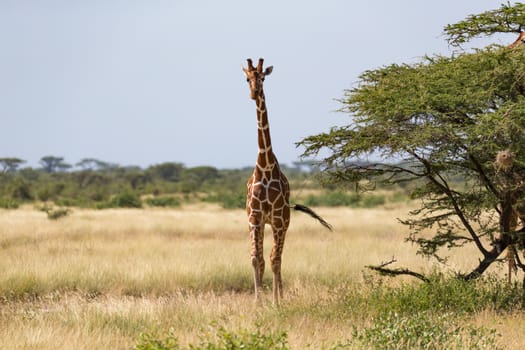 Giraffes in the savannah with many trees and bushes in the background