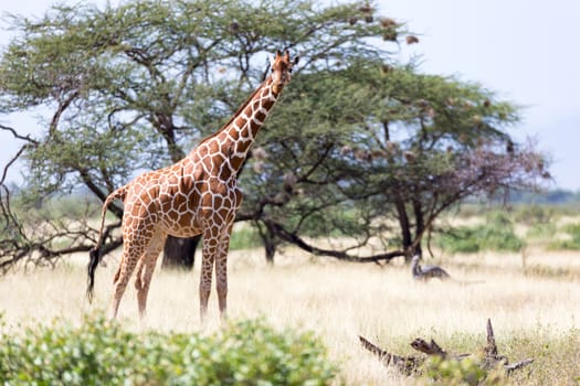 Giraffes in the savannah with many trees and bushes in the background