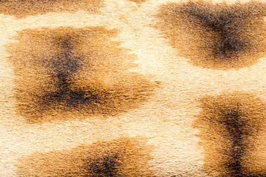 A fur of a giraffe in close-up