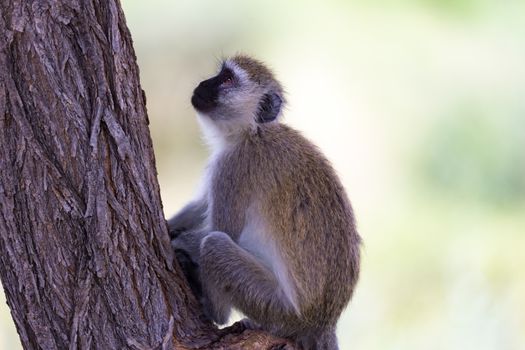 One monkey with a black face sits on a tree