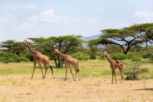 A several giraffes are walking through the grassland