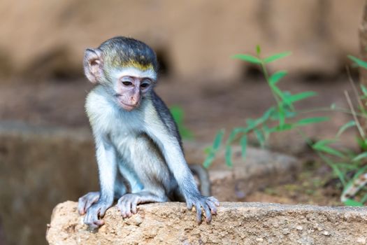 One little monkey sits and looks very curious