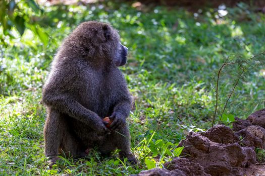 One baboon has found a fruit and nibbles on it