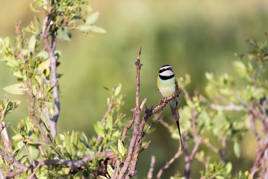 The Local bird is sitting on a branch in Kenya