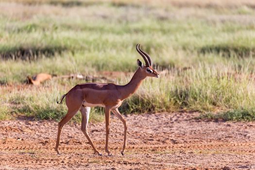 One Grant Gazelle stands in the middle of the grassy landscape of Kenya