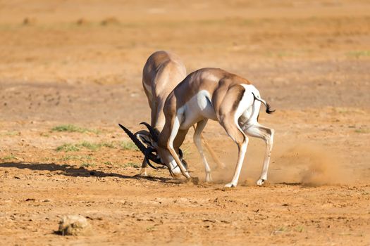 The battle of two Grant Gazelles in the savannah of Kenya